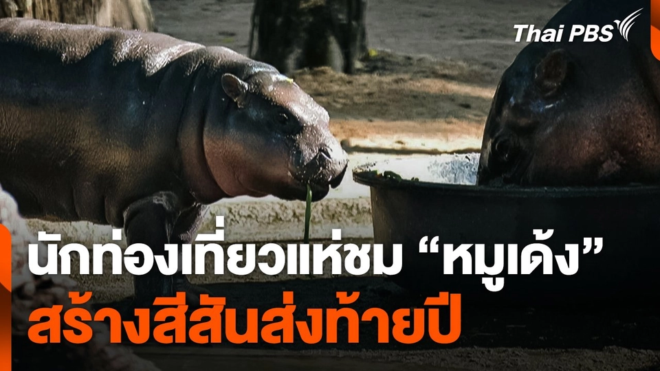 นักท่องเที่ยวแห่ชม "หมูเด้ง" คึกคัก สร้างสีสันส่งท้ายปี