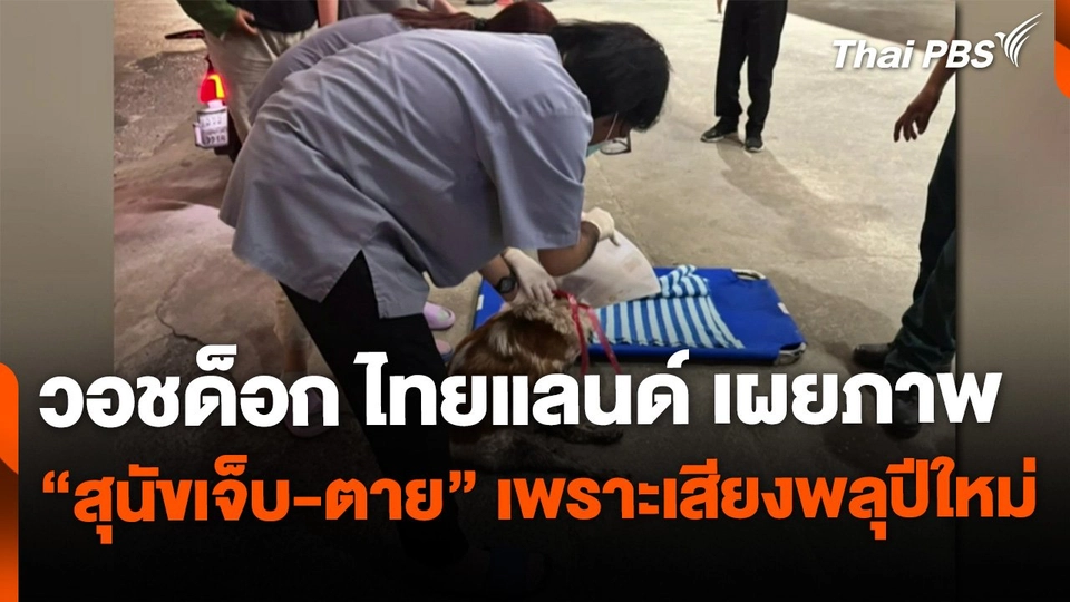 วอชด็อก ไทยแลนด์ เผยภาพ "สุนัขเจ็บ-ตาย" เพราะตกใจเสียงพลุปีใหม่