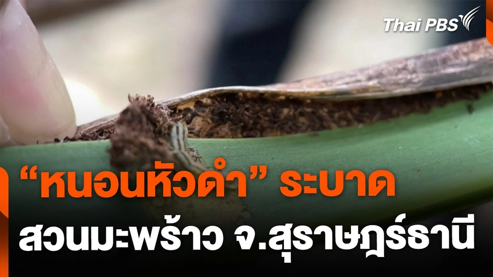 หนอนหัวดำระบาดสวนมะพร้าว จ.สุราษฎร์ธานี