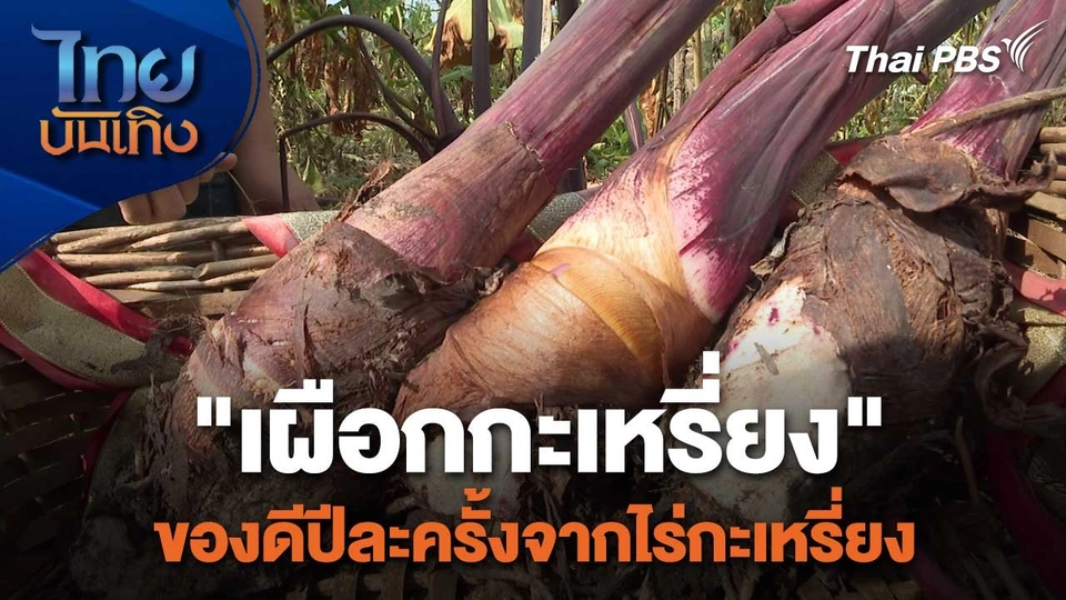 อิ่มมนต์รส : "เผือกกะเหรี่ยง" ของดีปีละครั้งจากไร่กะเหรี่ยง