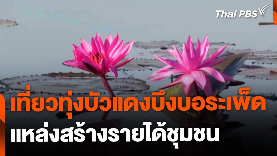 เที่ยวทุ่งบัวแดงบึงบอระเพ็ด สร้างรายได้ชุมชน