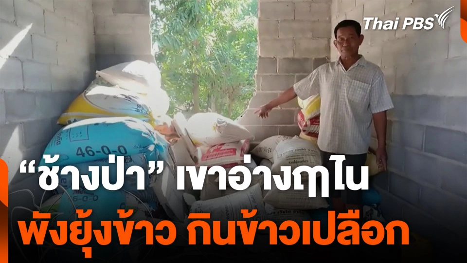 “ช้างป่า” เขาอ่างฤาไน พังยุ้งข้าว กินข้าวเปลือก