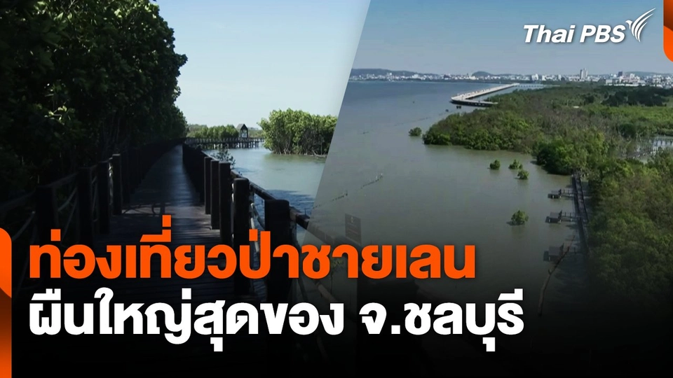ท่องเที่ยวป่าชายเลนผืนใหญ่สุดของ จ.ชลบุรี