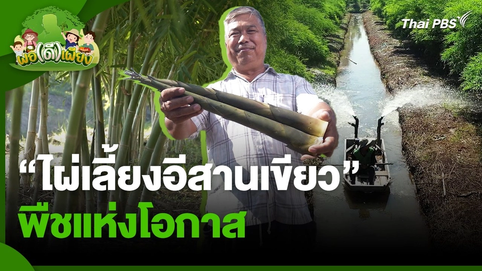 พอดีพอเพียง : "ไผ่เลี้ยงอีสานเขียว" พืชแห่งโอกาส