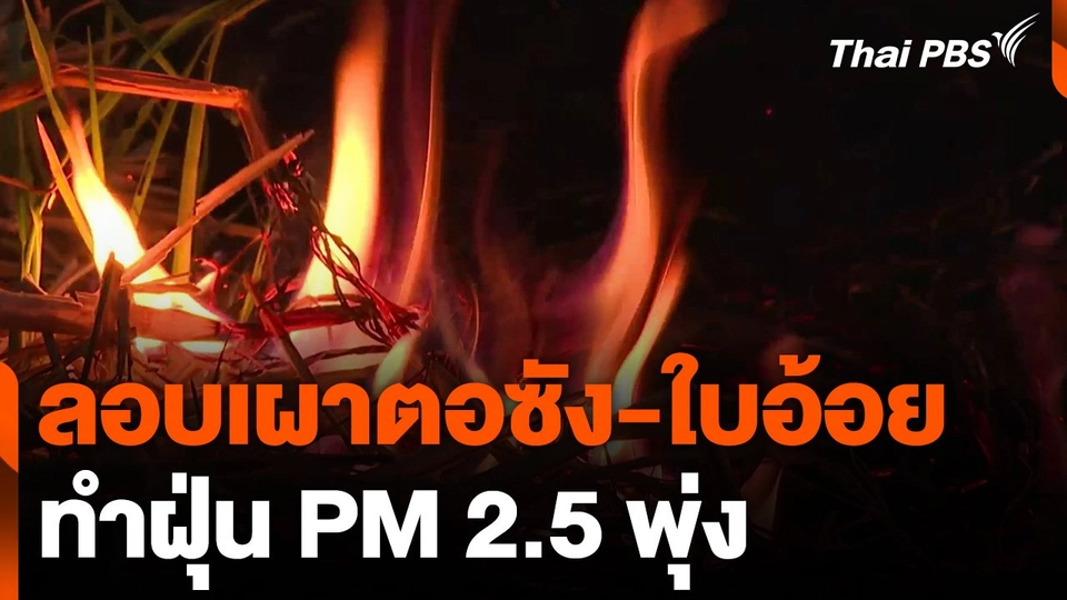 ลอบเผาตอซัง-ใบอ้อย ทำฝุ่น PM 2.5 พุ่ง