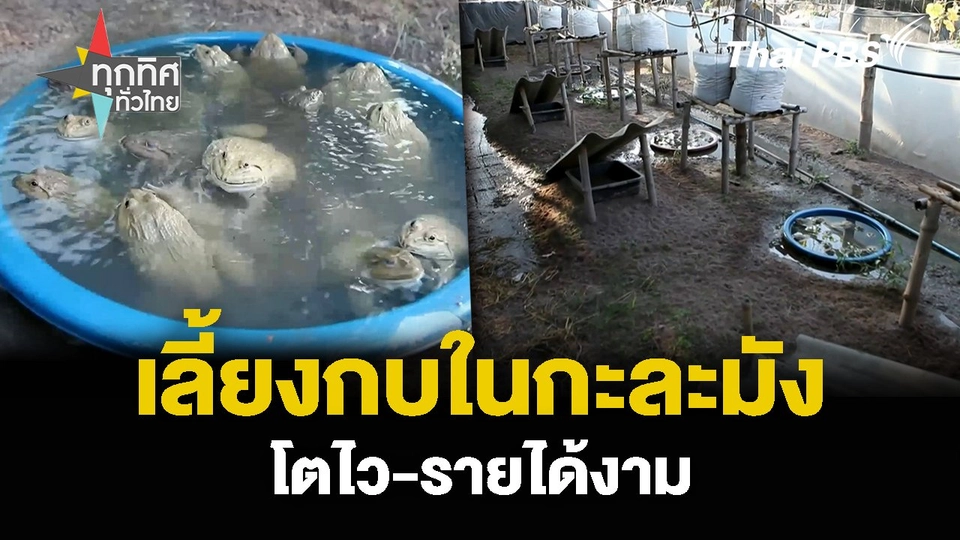 เลี้ยงกบในกะละมัง โตไว-รายได้งาม
