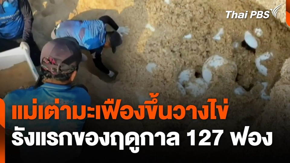 แม่เต่ามะเฟืองขึ้นวางไข่รังแรกของฤดูกาล 127 ฟอง