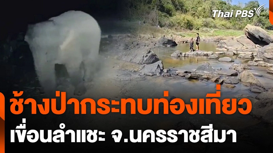 ช้างป่ากระทบท่องเที่ยวเขื่อนลำแชะ จ.นครราชสีมา