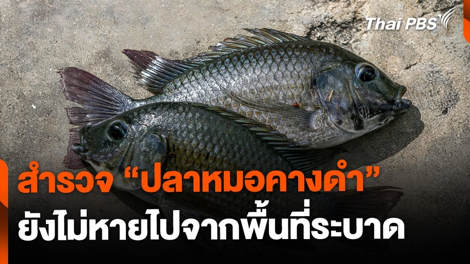 สำรวจ "ปลาหมอคางดำ" ยังไม่หายไปจากพื้นที่