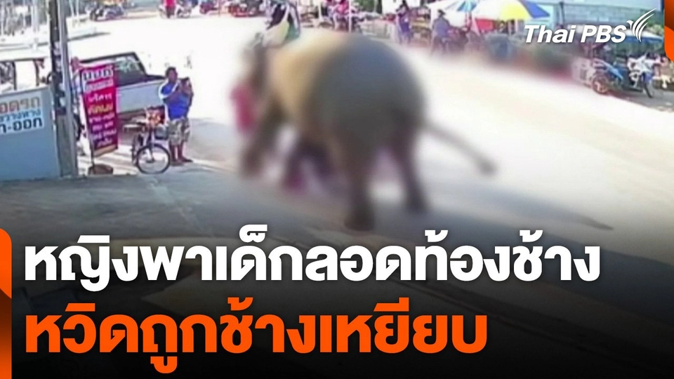 หญิงพาเด็กลอดท้องช้าง หวิดถูกช้างเหยียบ จ.สระแก้ว