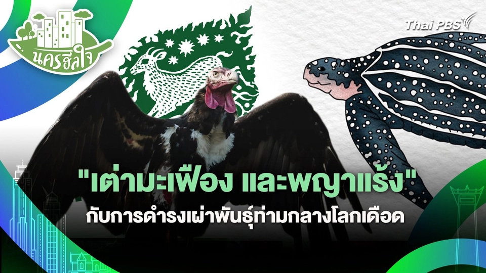 นครฮีลใจ : "เต่ามะเฟืองและพญาแร้ง" กับการดำรงเผ่าพันธุ์ท่ามกลางโลกเดือด