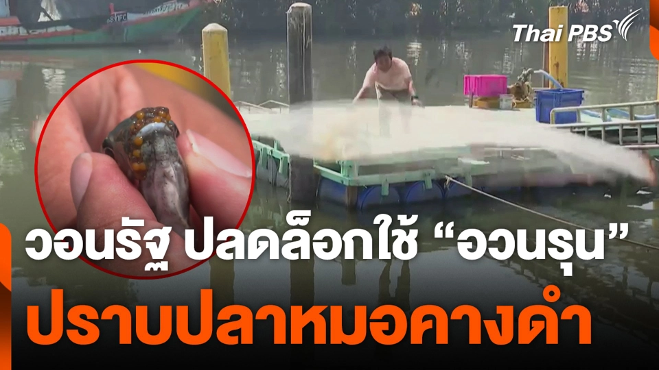 วอนรัฐปลดล็อกใช้ “อวนรุน” ปราบปลาหมอคางดำ