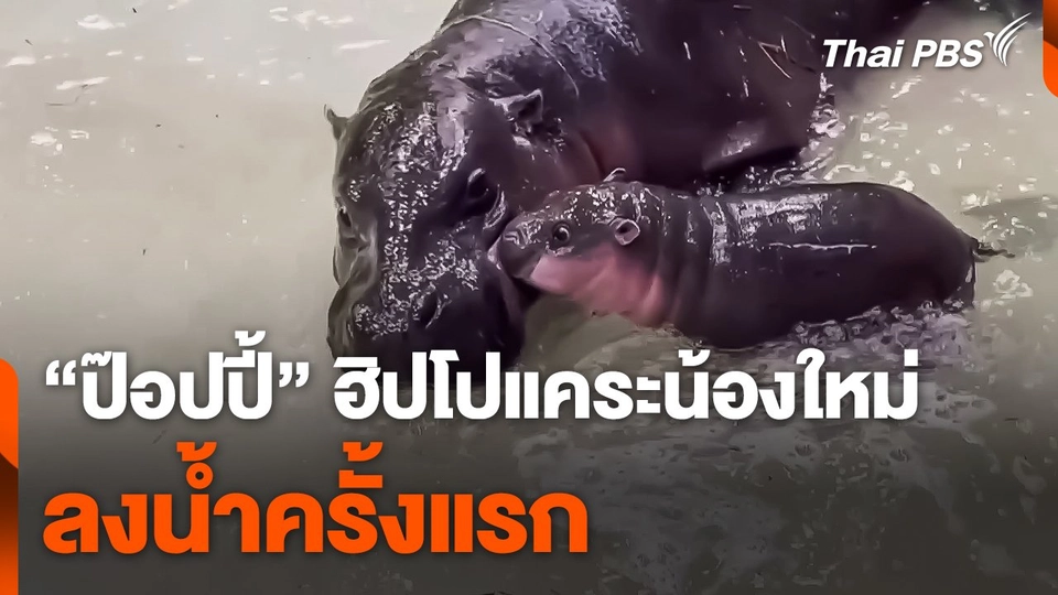 "ป๊อปปี้" ฮิปโปแคระน้องใหม่ ลงน้ำครั้งแรก