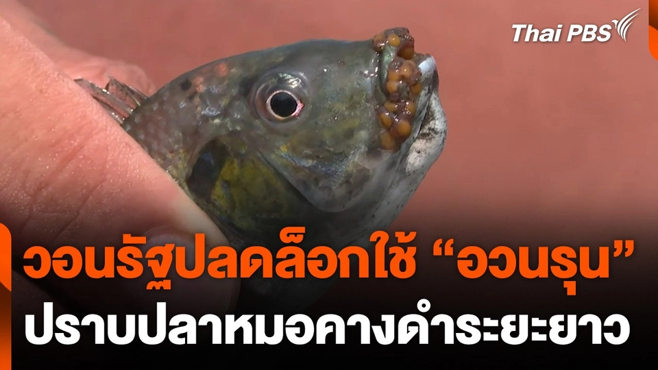 วอนรัฐปลดล็อกใช้ "อวนรุน" ปราบปลาหมอคางดำระยะยาว