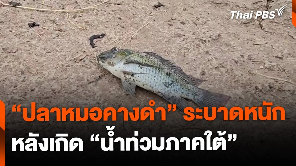 ตั้งข้อสังเกต "ปลาหมอคางดำ" ระบาดหนัก จ.นครศรีธรรมราช