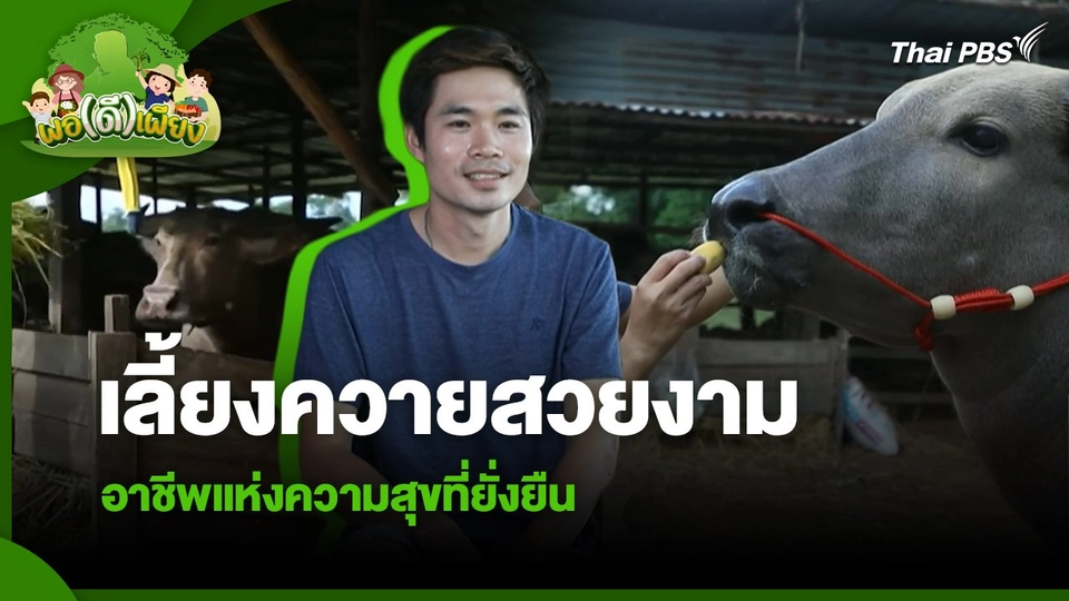 พอดีพอเพียง : เลี้ยงควายสวยงาม อาชีพแห่งความสุขที่ยั่งยืน