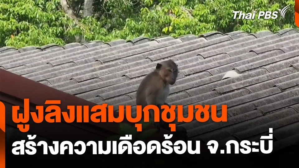 ฝูงลิงแสมบุกชุมชน สร้างความเดือดร้อน จ.กระบี่