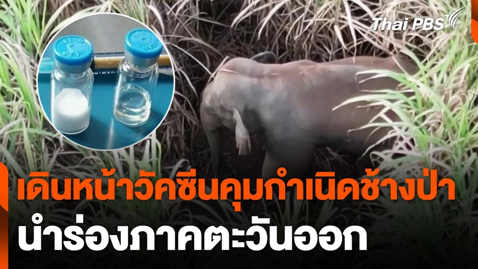 เดินหน้าวัคซีนคุมกำเนิดช้างป่านำร่องภาคตะวันออก