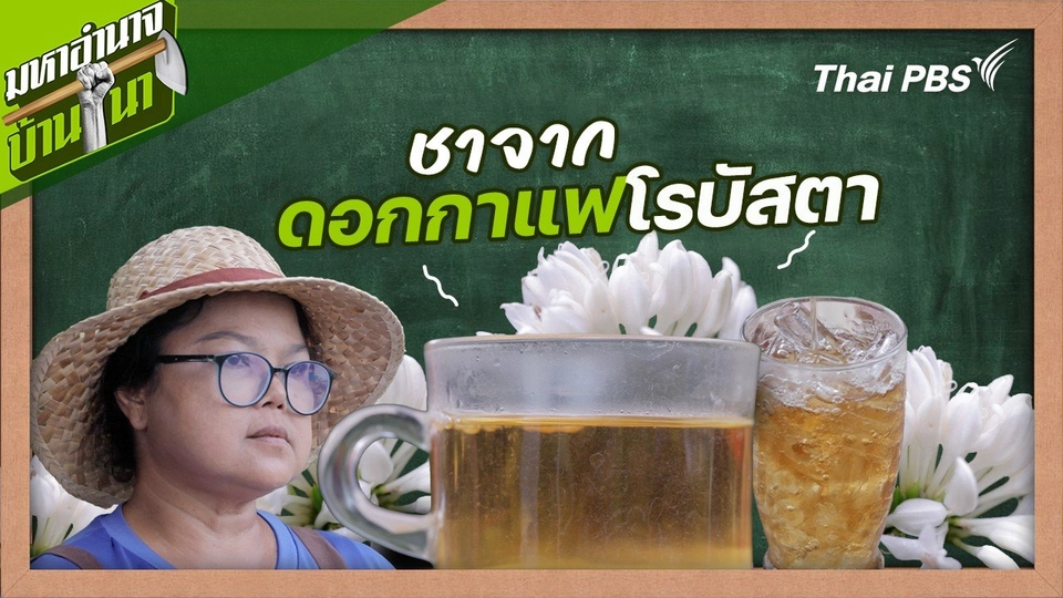 ชาจากดอกกาแฟโรบัสตา : สูตรลับฉบับบ้านนา