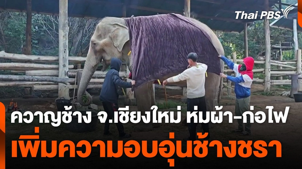 ควาญช้าง ห่มผ้า-ก่อไฟ เพิ่มความอบอุ่นช้างชราช่วงอากาศหนาว