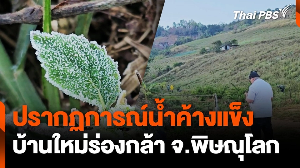 ปรากฏการณ์น้ำค้างแข็ง บ้านใหม่ร่องกล้า จ.พิษณุโลก