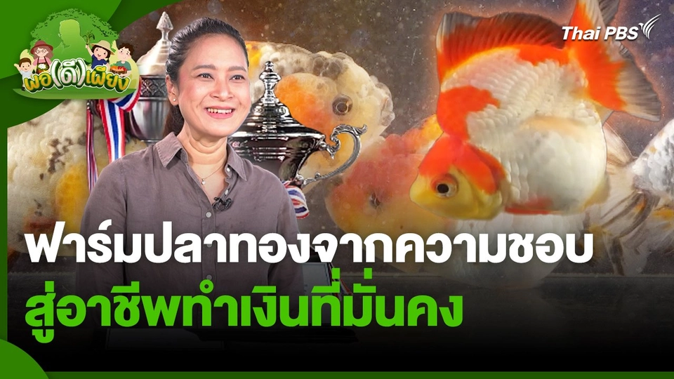 พอดีพอเพียง : ฟาร์มปลาทองจากความชอบ สู่อาชีพทำเงินที่มั่นคง
