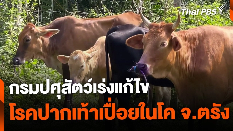 กรมปศุสัตว์เร่งแก้โรคปากเท้าเปื่อยในโค จ.ตรัง