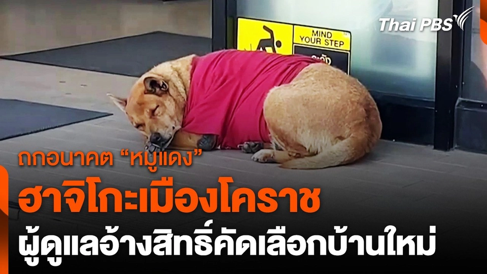 โซเชียลฯ ถกเถียงอนาคตสุนัข “ฮาจิโกะแห่งโคราช”