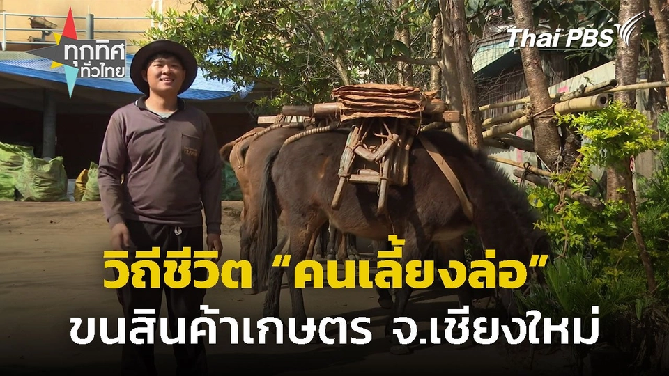 วิถีชีวิต "คนเลี้ยงล่อ" ขนสินค้าเกษตร จ.เชียงใหม่