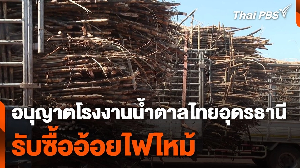 อนุญาตโรงงานน้ำตาลไทยอุดรธานี รับซื้ออ้อยไฟไหม้