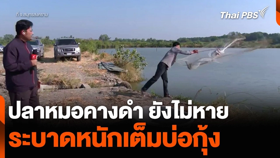 ปลาหมอคางดำ ยังไม่หาย ระบาดหนักเต็มบ่อกุ้ง จ.สมุทรสงคราม