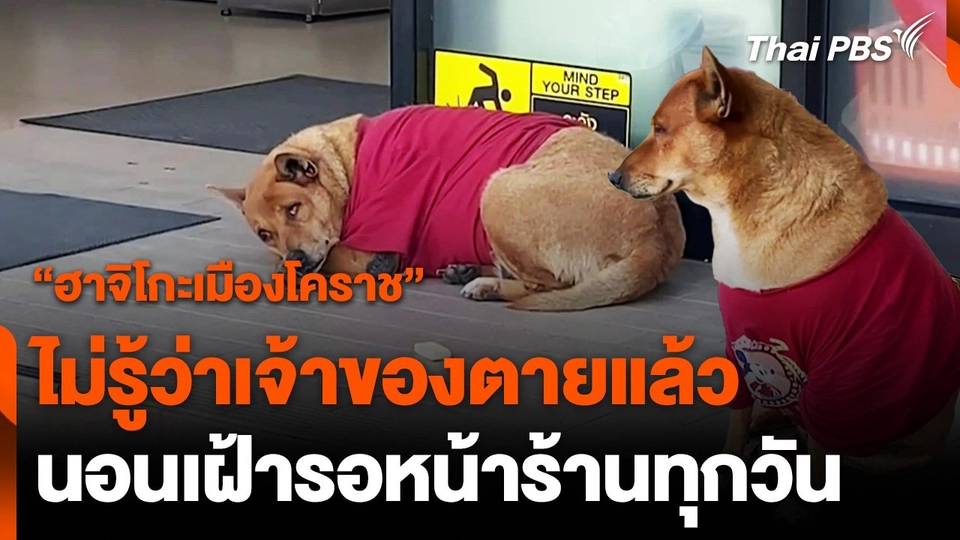 เจ้าหมูแดง "ฮาจิโกะเมืองโคราช" นอนรอเจ้าของที่เสียชีวิต