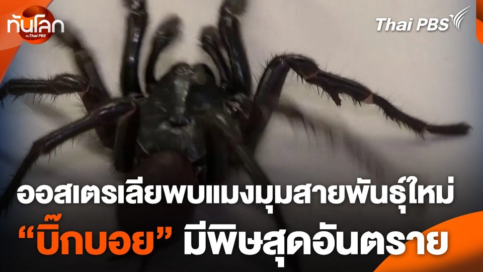 ​ออสเตรเลียพบแมงมุมสายพันธุ์ใหม่ "บิ๊กบอย" มีพิษสุดอันตราย