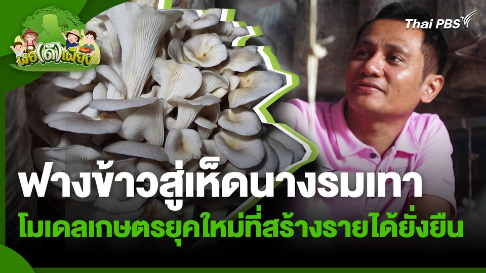 พอดีพอเพียง : ฟางข้าวสู่เห็ดนางรมเทา โมเดลเกษตรยุคใหม่ที่สร้างรายได้ยั่งยืน