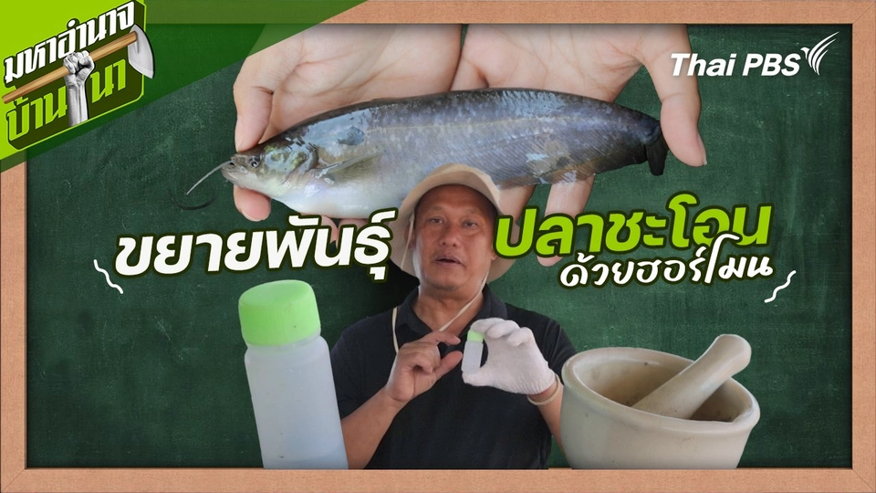 ขยายพันธุ์ปลาชะโอนด้วยฮอร์โมน : สูตรลับฉบับบ้านนา