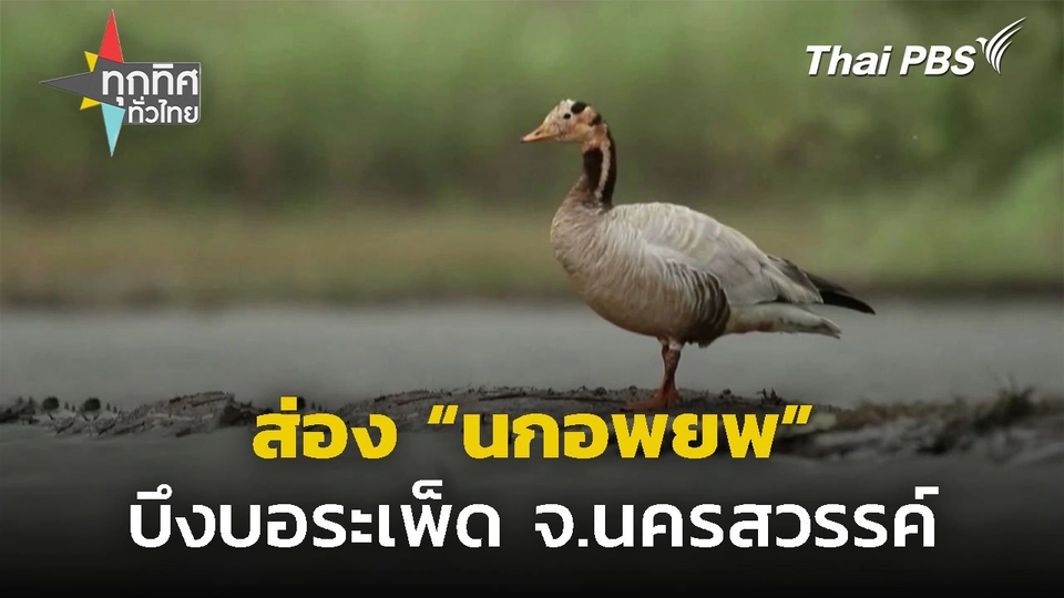 ส่อง "นกอพยพ" บึงบอระเพ็ด จ.นครสวรรค์