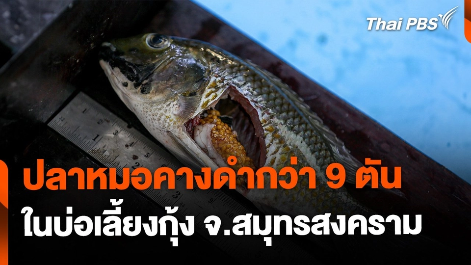พบปลาหมอคางดำกว่า 9 ตัน ในบ่อเลี้ยงกุ้ง จ.สมุทรสงคราม