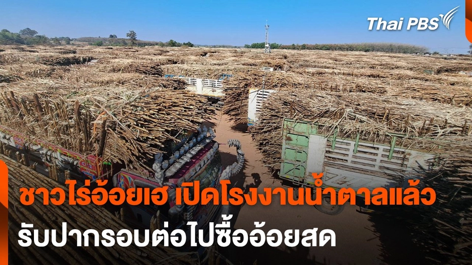 ชาวไร่อ้อยเฮ เปิดโรงงานน้ำตาลแล้ว รับปากรอบต่อไปซื้ออ้อยสด