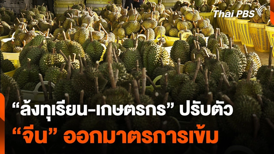 "ล้งทุเรียน-เกษตรกร"​ ปรับตัวรับ "จีน" ออกมาตรการคุมเข้ม