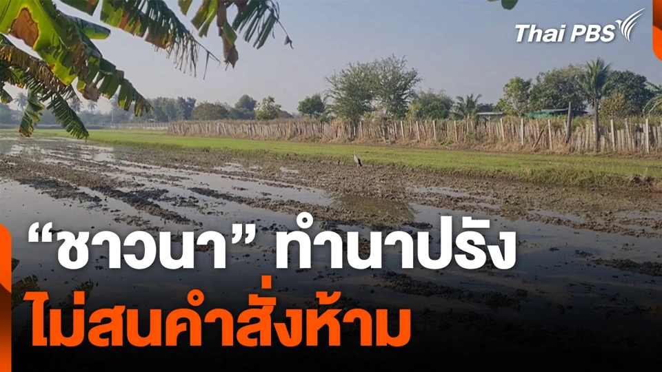 “ชาวนา” ทำนาปรัง ไม่สนคำสั่งห้าม