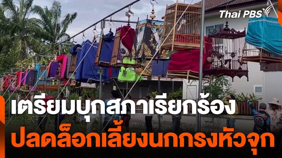 เตรียมบุกสภาเรียกร้อง ปลดล็อกเลี้ยงนกกรงหัวจุก