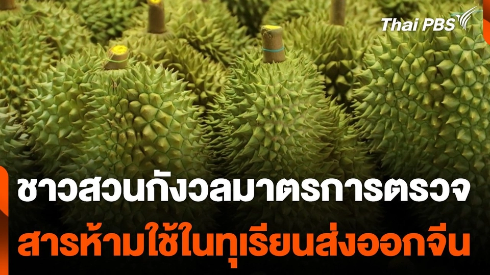 ชาวสวนกังวลมาตรการตรวจสารห้ามใช้ในทุเรียนส่งออกจีน