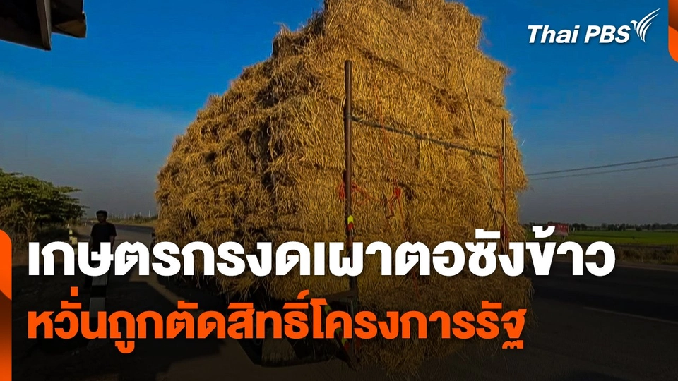 เกษตรกรงดเผาตอซังข้าว หวั่นถูกตัดสิทธิ์โครงการรัฐ