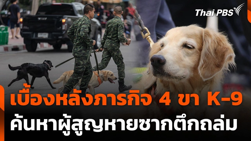 เบื้องหลังภารกิจ 4 ขา K-9 ค้นหาผู้สูญหายซากตึกถล่ม