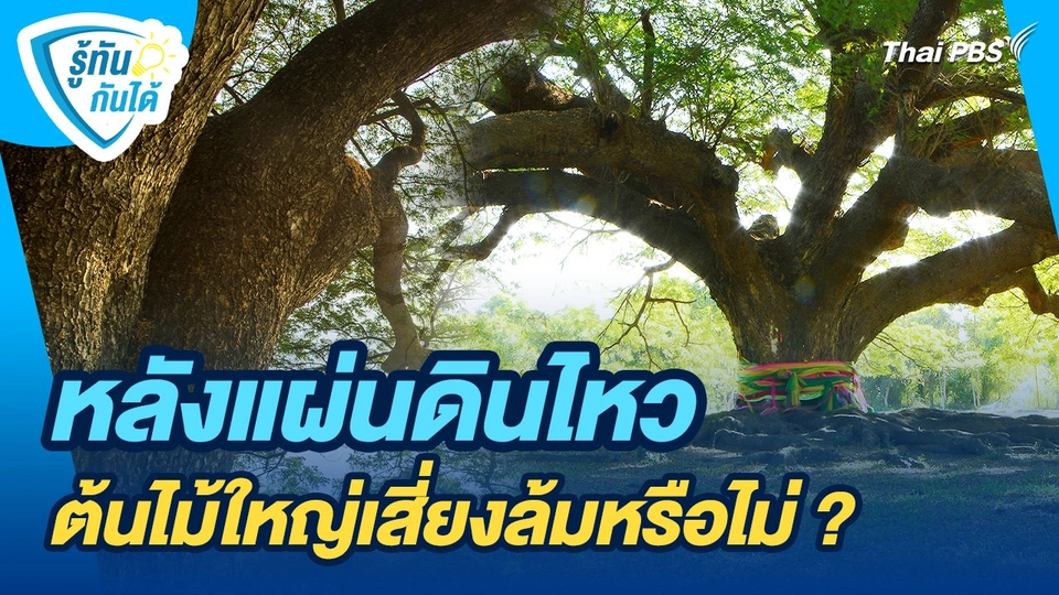 รู้ทันกันได้ : หลังแผ่นดินไหว...ต้นไม้ใหญ่เสี่ยงล้มหรือไม่ ?