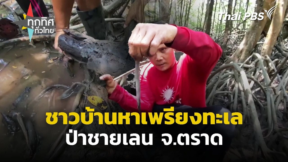 ชาวบ้านหาเพรียงทะเล ป่าชายเลน จ.ตราด