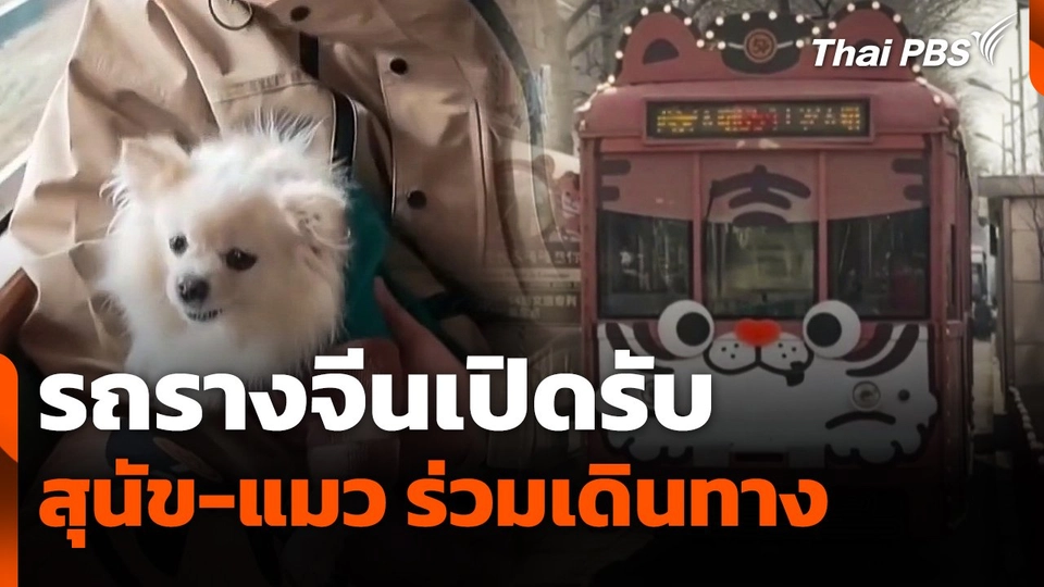 รถรางจีนเปิดรับ "สุนัข-แมว" ร่วมเดินทาง