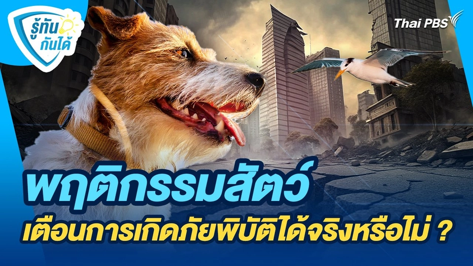 รู้ทันกันได้ : พฤติกรรมสัตว์ เตือนการเกิดภัยพิบัติได้จริงหรือไม่ ?