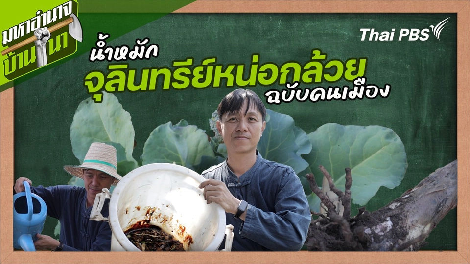 สูตรลับฉบับบ้านนา : น้ำหมักจุลินทรีย์หน่อกล้วยฉบับคนเมือง