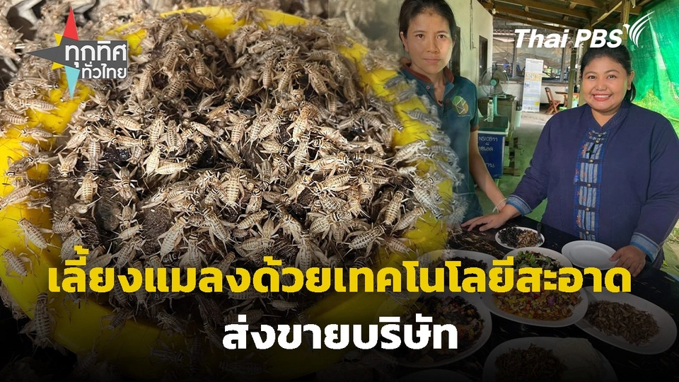 เลี้ยงแมลงด้วยเทคโนโลยีสะอาดส่งขายบริษัท จ.ร้อยเอ็ด